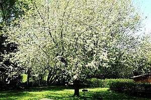 Apple tree in the hotel garden